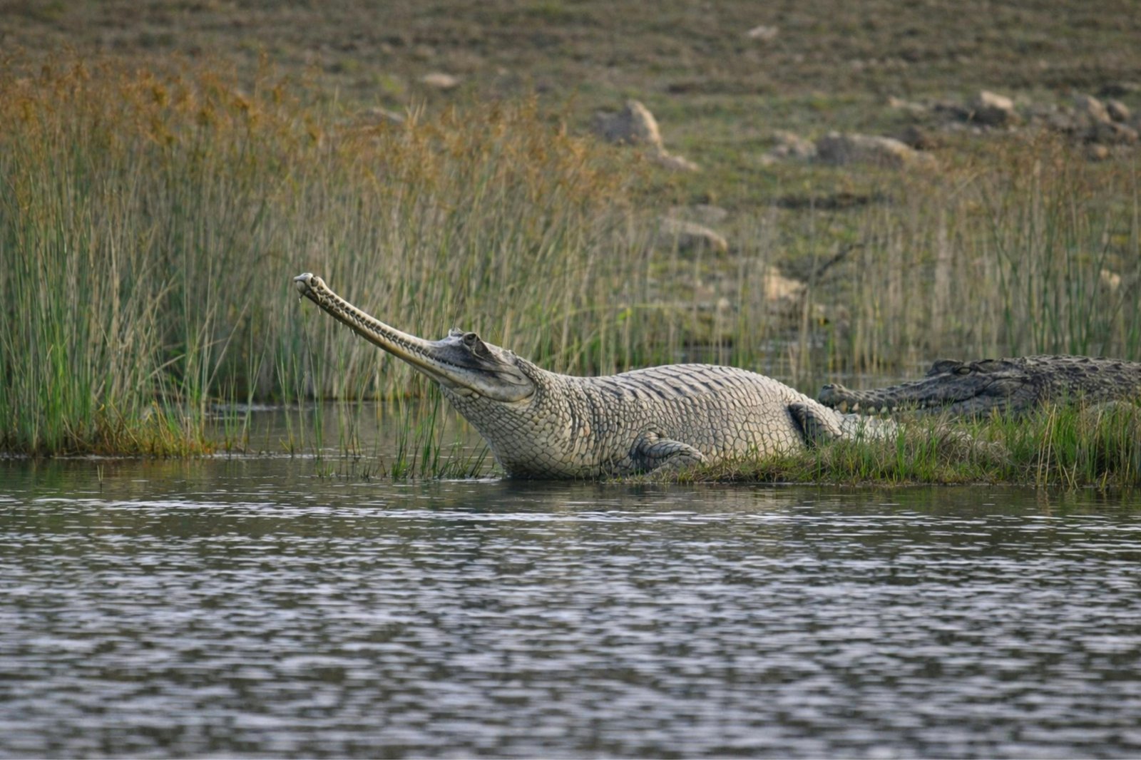 ⁠Chambal Safari tour from Agra